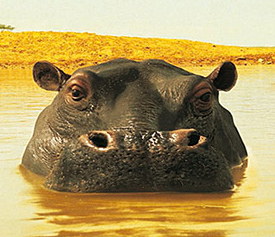 Land Rover Freelander Hippos advert