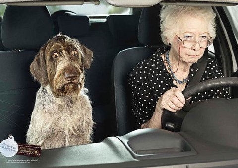 funny-OLD-LADY-DOG-DRIVING